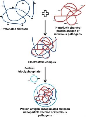 Chitosan Nanoparticle Based Mucosal Vaccines Delivered Against Infectious Diseases of Poultry and Pigs